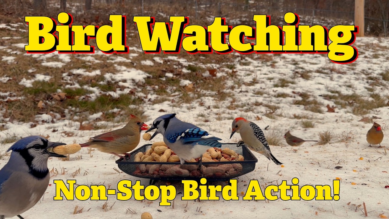 Bird Watching, Every Like and Comment is another day I feed these birds!