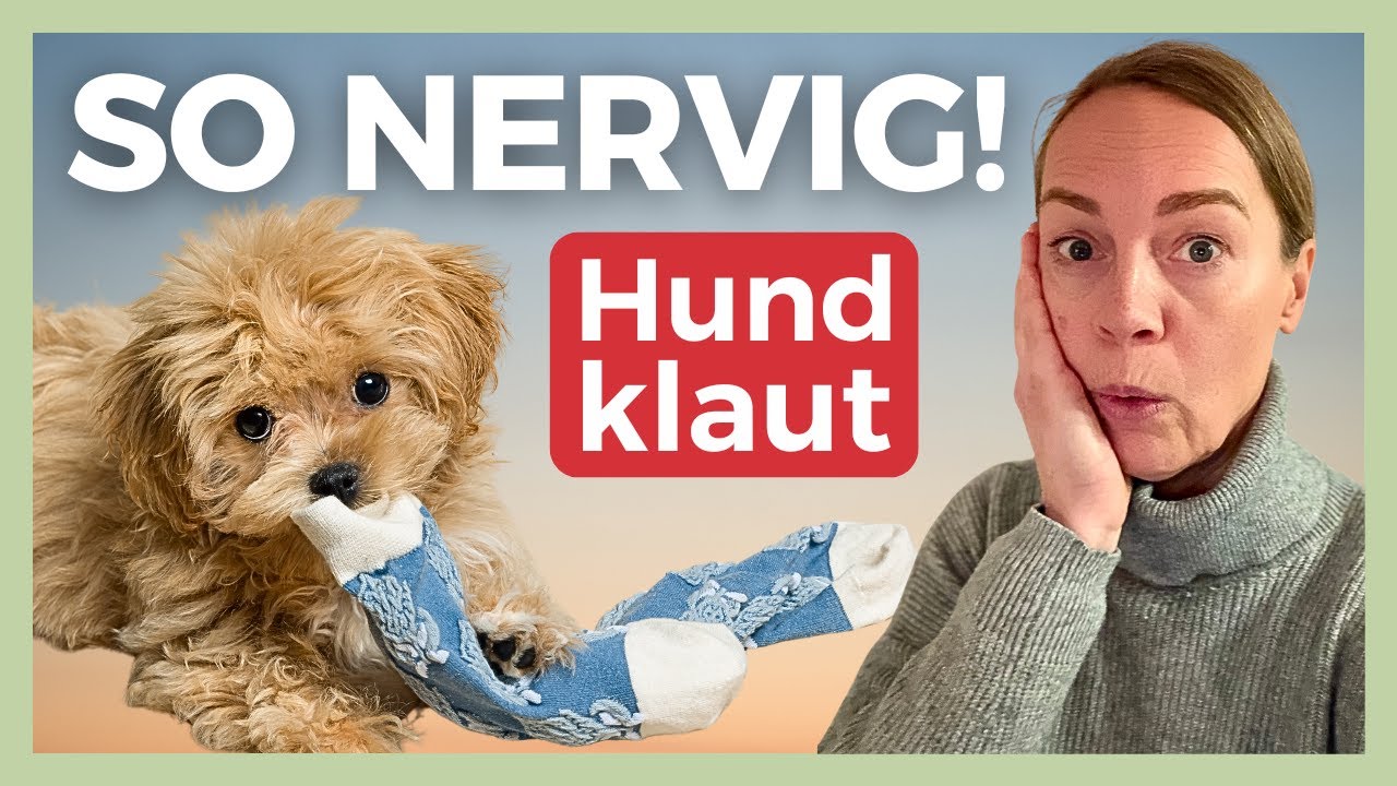 😬 VON DIR ANERZOGEN ODER UNART? DARUM KLAUT DEIN HUND DINGE UND SO STOPPST DU ES – PRAXISVIDEO ✅