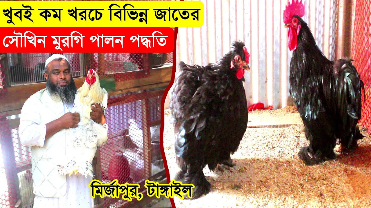 খুবই কম খরচে বিভিন্ন জাতের সৌখিন মুরগি পালন পদ্ধতি | তিন হাজার টাকাতে খামারটি শুরু | Murgi khamar.
