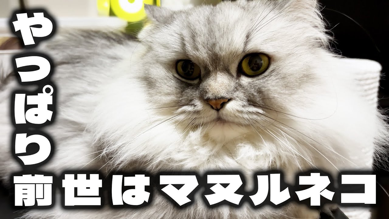 やっぱり前世はマヌルネコ　#猫 #cat #猫好きさんと繋がりたい #猫との暮らし #ねこ #ミヌエット #マヌルネコ