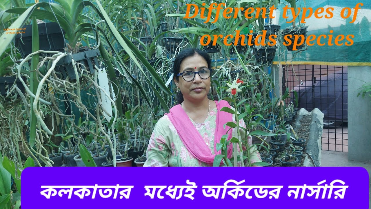 ভালো মানের অর্কিড চাইলে এখানে আসতেই হবে। The orchid house nursery l