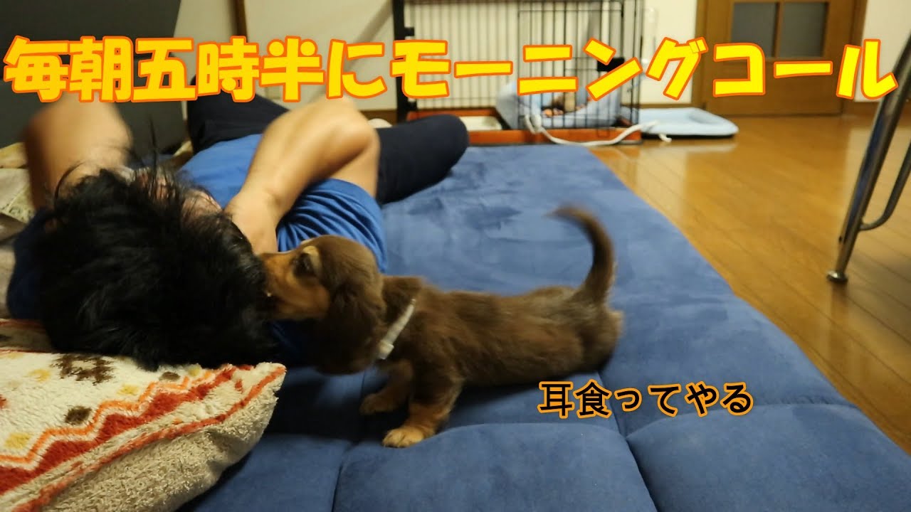 【愛犬】朝一の腹減ったアピールがものすごいミニチュアダックスフンド