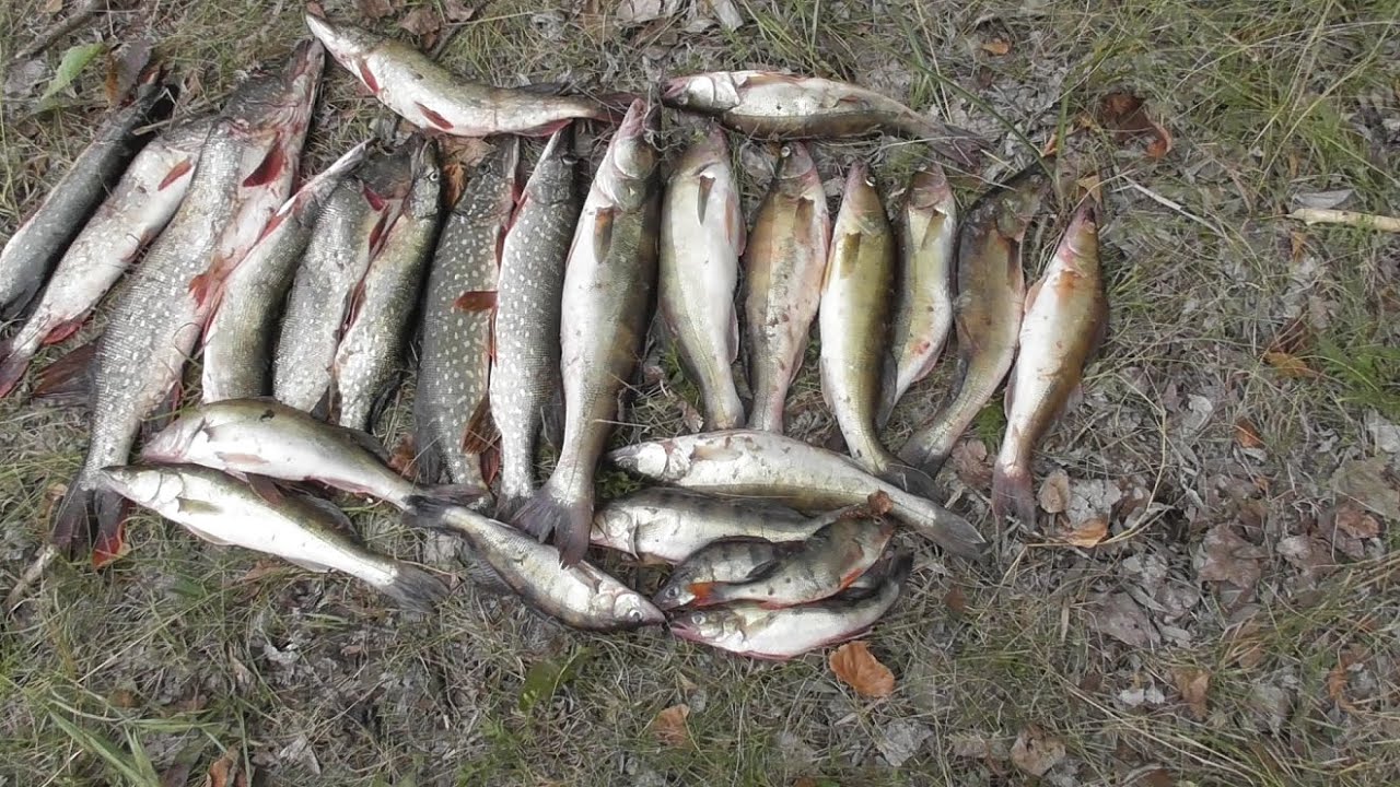 Рыбалка осень  жор судака и щуки Свияга заливы