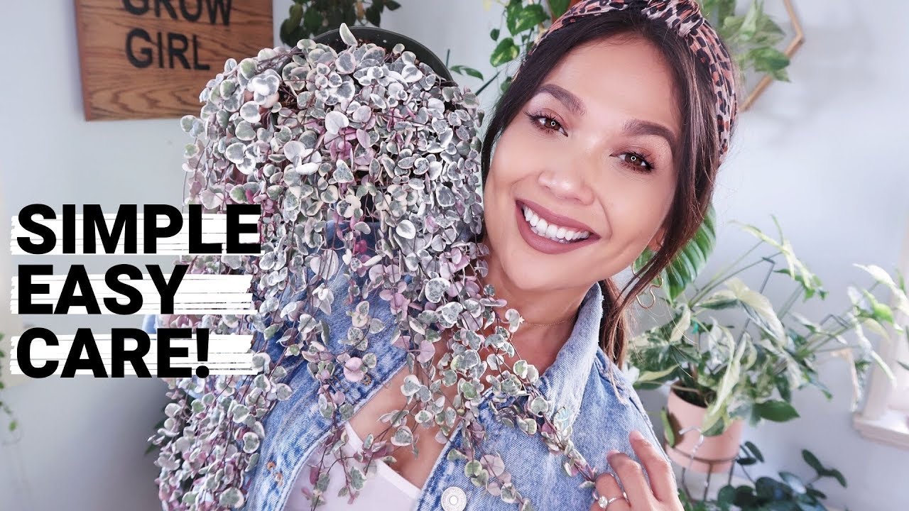 Want a HAPPY VARIEGATED String of Hearts?! | Variegated String of Hearts Care!