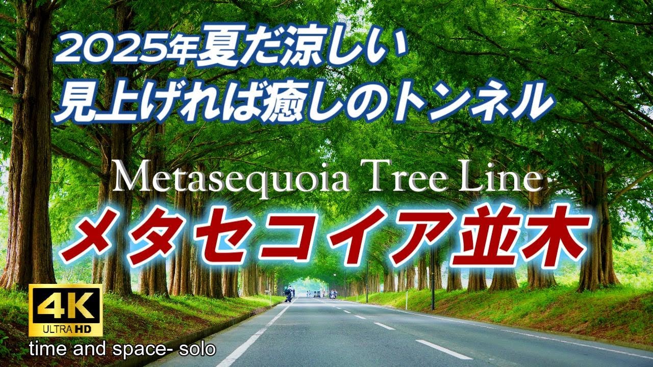 【メタセコイア並木】「新・日本街路樹百景」に選定　マキノ高原で深緑のトンネルにて木漏れ日と癒しを体感できる避暑地　4k