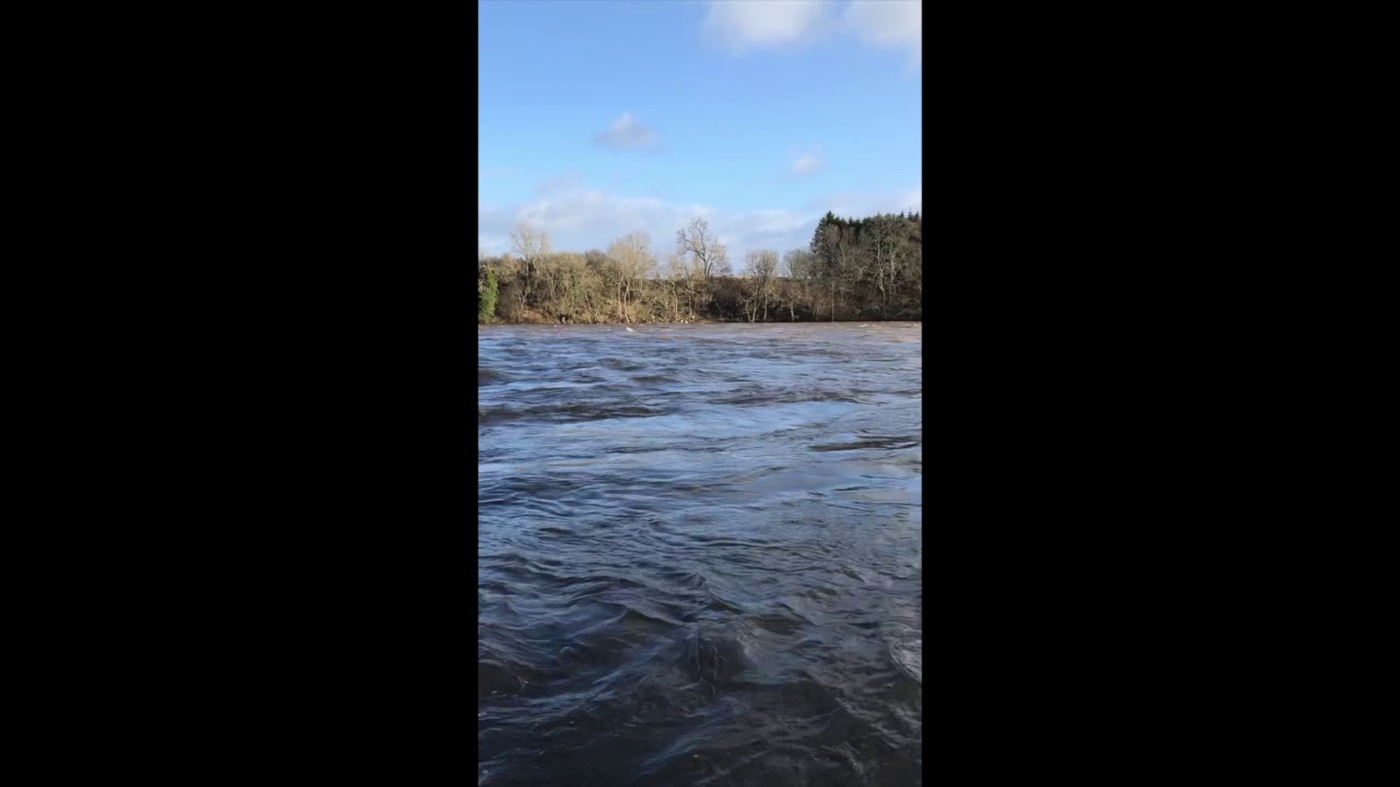 Salmon Fishing Scotland Flood on Tay, Perthshire 2020
