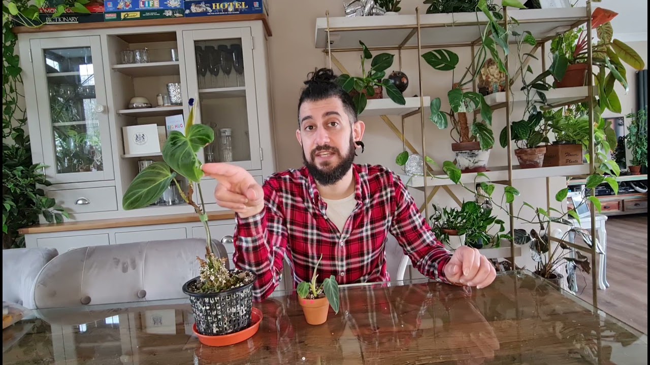 Philodendron Splendid or philodendron Melanochrysum x verrucosum care, brining it back from root rot