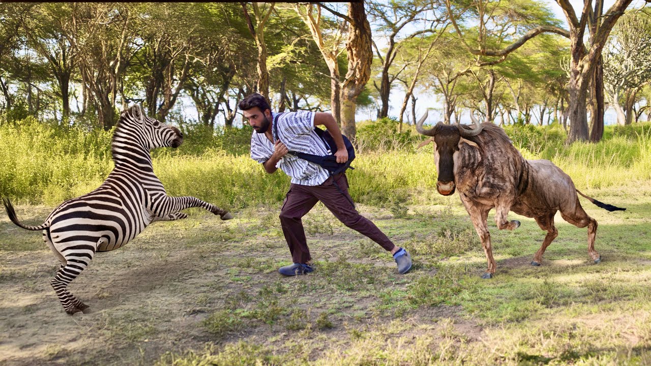 Wilder beast Attacked On Me during Safari😰