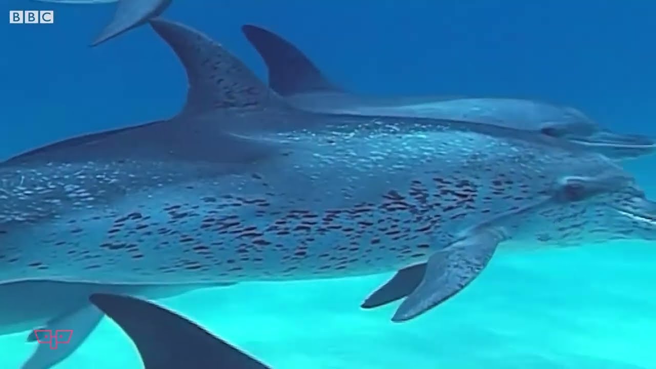 TOP 12 Cele mai inteligente animale de pe planetă