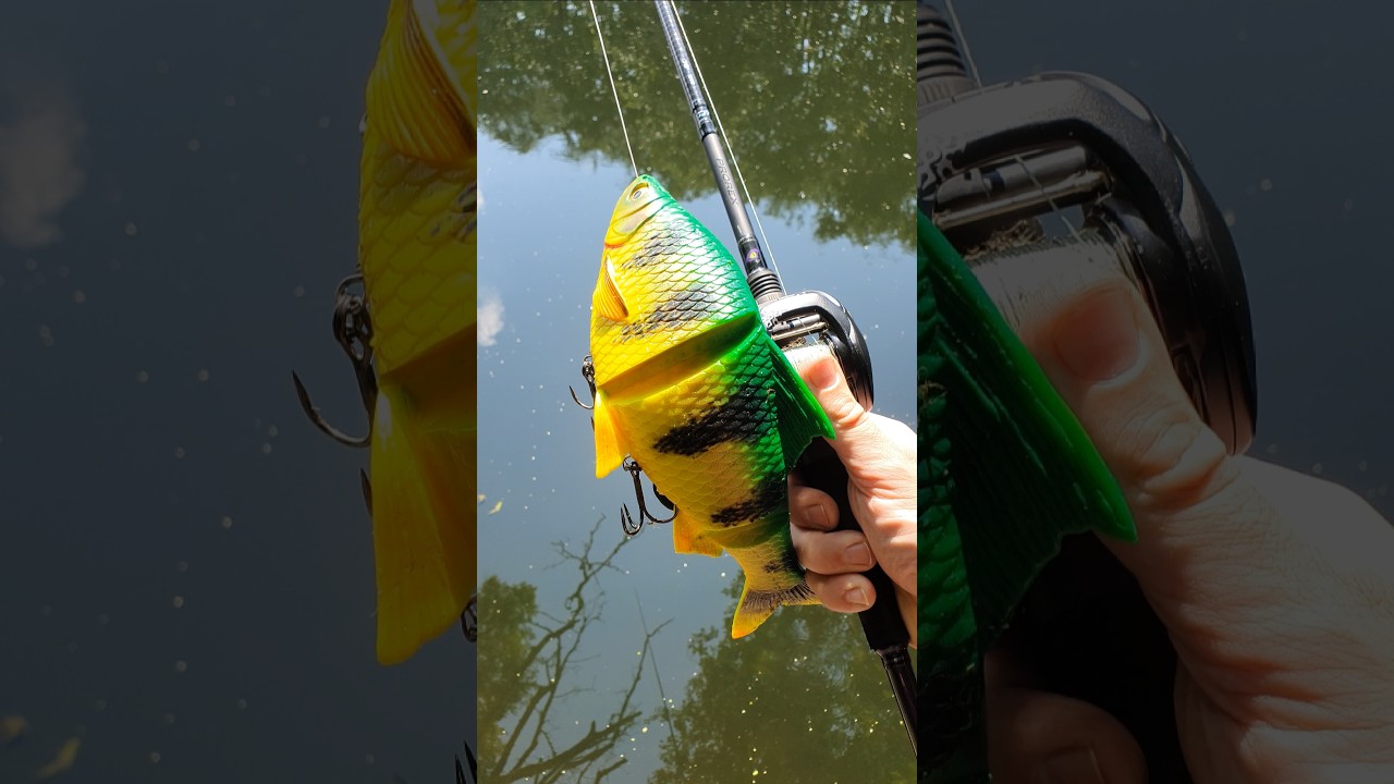 Savage Gear Line Thru Roach 32cm Firetiger 🎣 #shorts #fishing #savagegear #predatorfishing #pike