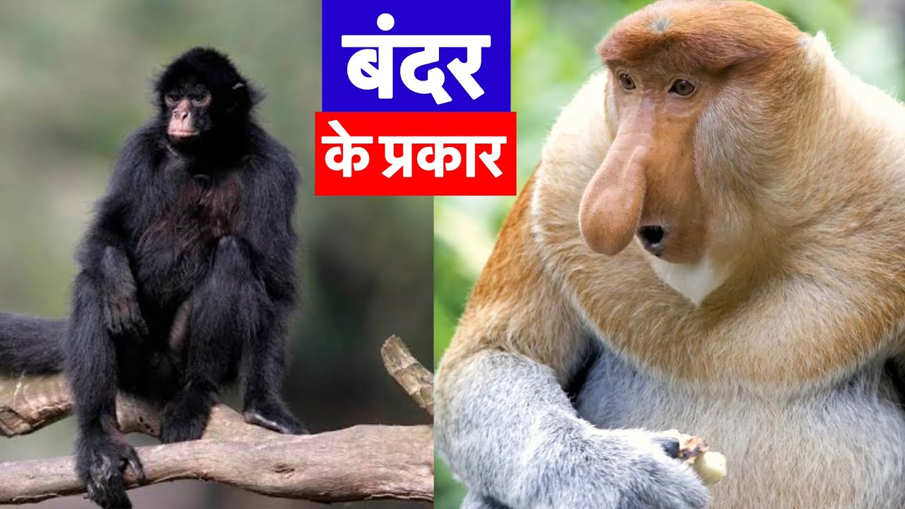 Types of Monkey in the world