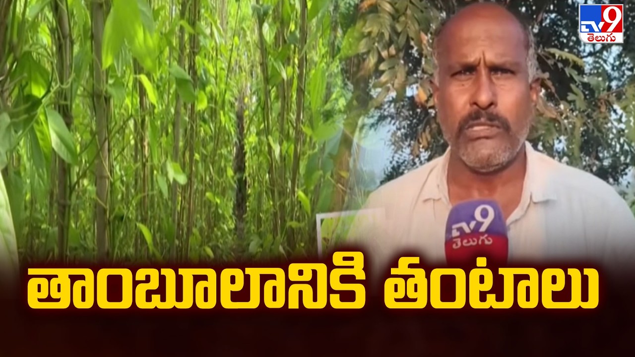 Betel Leaf Farmers in Crisis | Special Story on Tambulam Growers’ Struggles - TV9