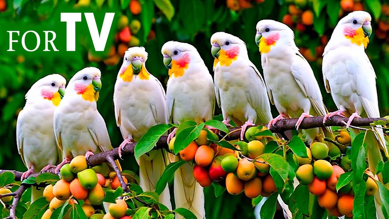 Birdsong in Forest & Relaxing Music – Beautiful Birds Singing for Inner Peace