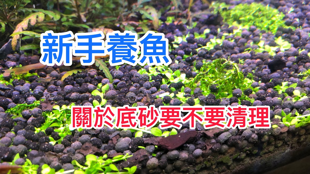 想養好魚 你不可不知的事 底砂到底要清理嗎？