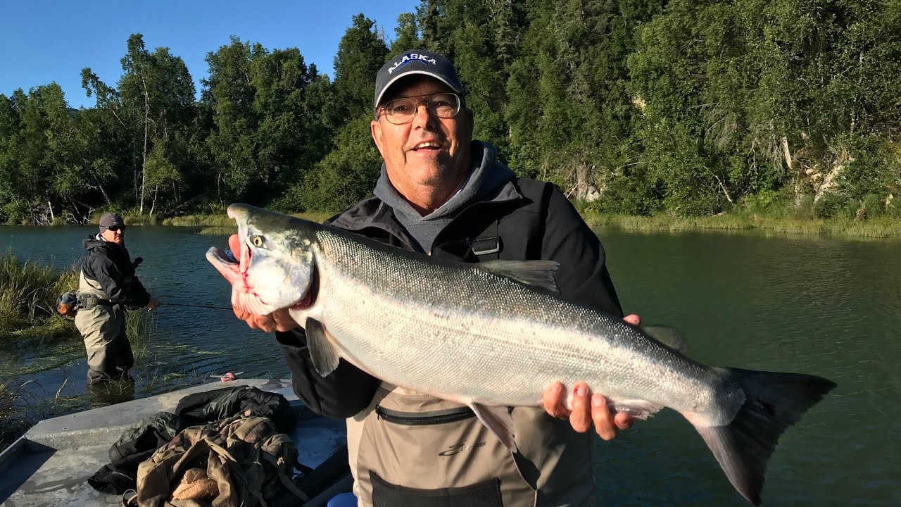 Big silver salmon on a fly. Fly fishing Alaska. 
