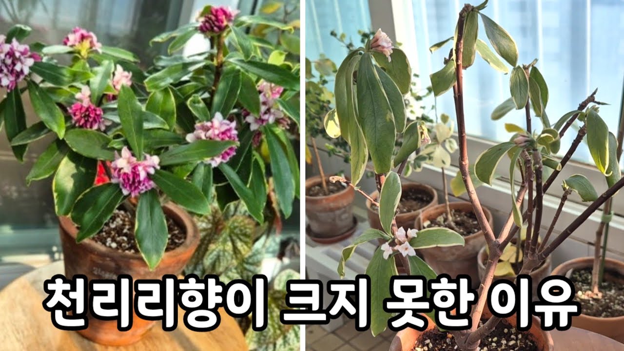 천리향 키우기/천리향이 비실비실한데는 이런 이유가 있어요