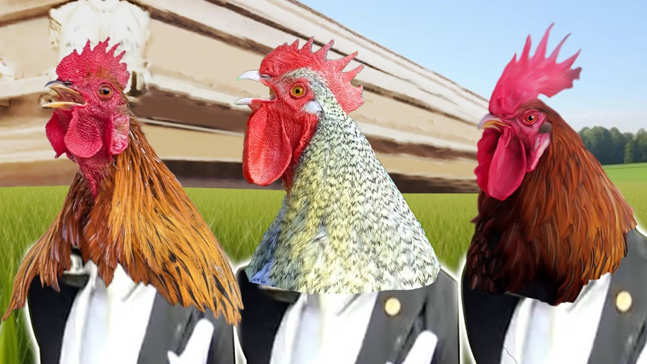 Rooster 