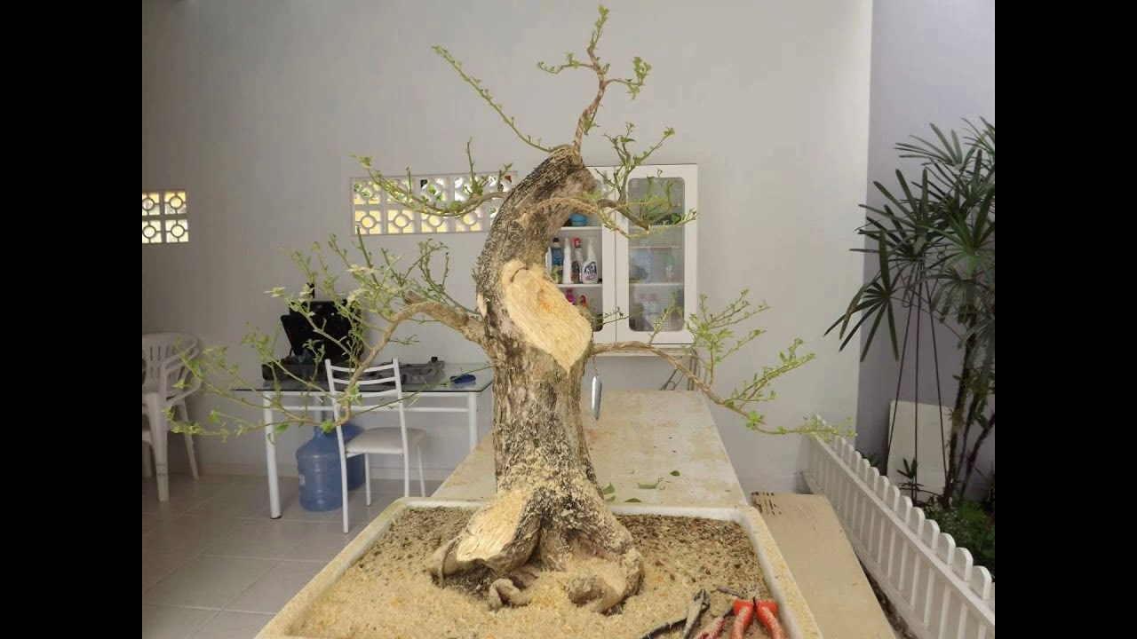 Bonsai de Primavera - Desenvolvimento do Buganvilea.