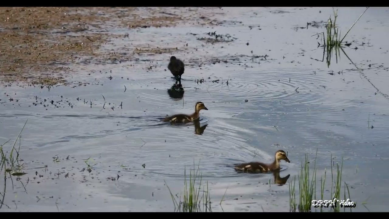 Exploring Doxey Marshes | New Hide Views and Wetland Wildlife