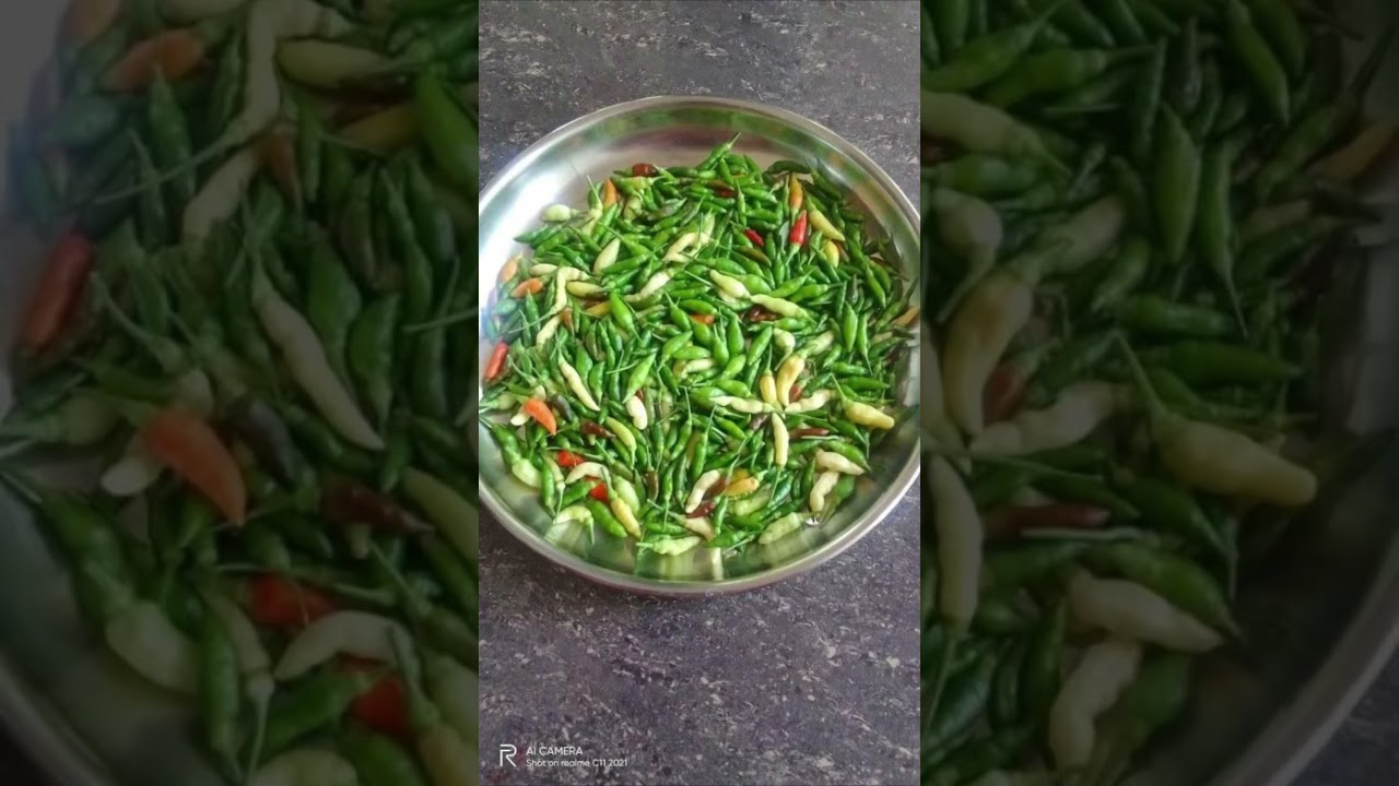 കാന്താരി  വീട്ടിൽ വളർത്തുന്നവർക്കൊക്കെ  സന്തോഷ വാർത്ത / Kanthari krishi