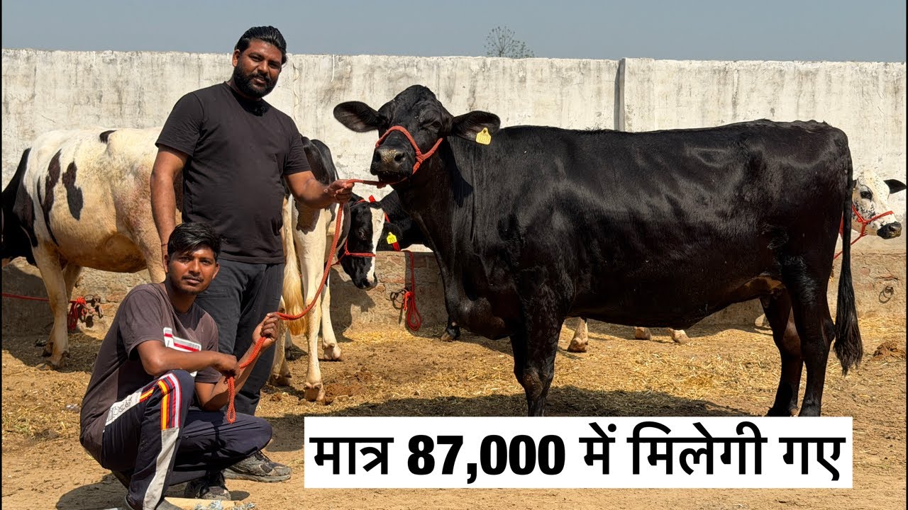 🛑Live🛑Saddam Bai- Hussain Dairy Farm || call-89686 47859