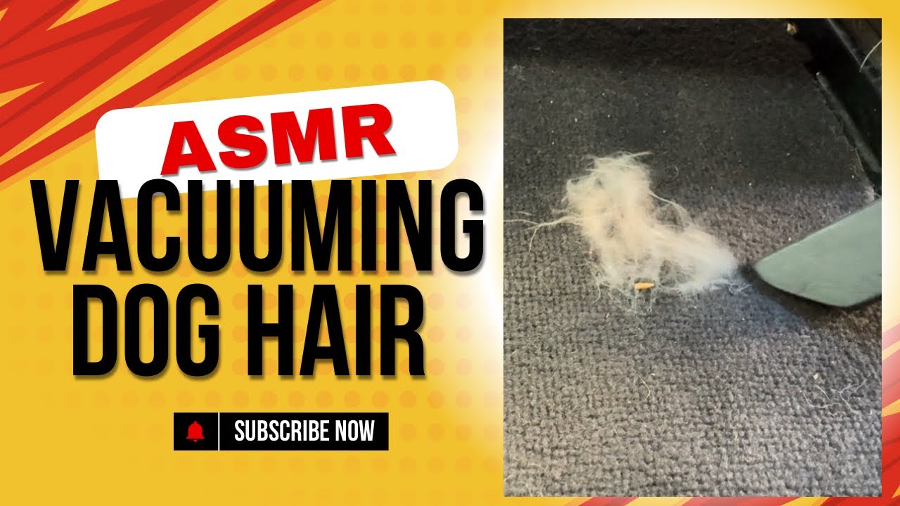 Dirty Car Vacuum—Lots of Dog Hair!!  ASMR