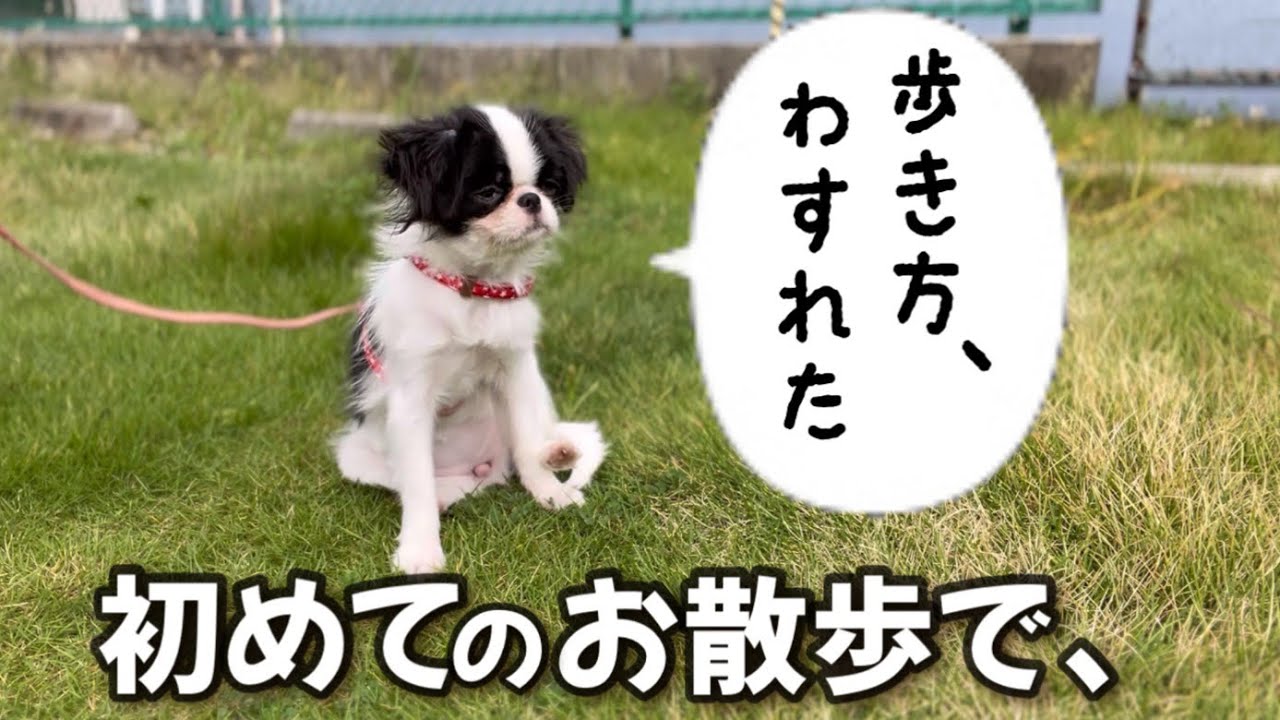 絶対笑っちゃダメw緊張し過ぎた子犬のお散歩デビュー【初めてのお散歩】