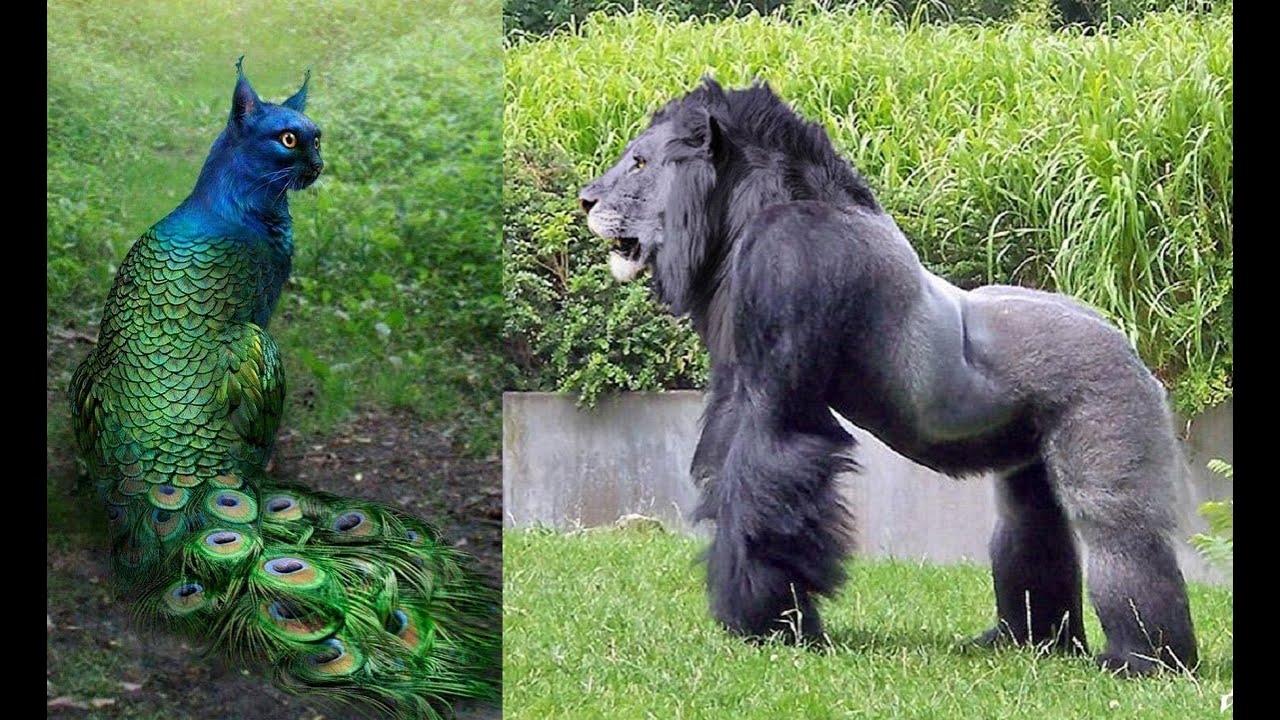TOP 6 Shocking Animal Hybrids You Wont Believe Exist WEIRD
