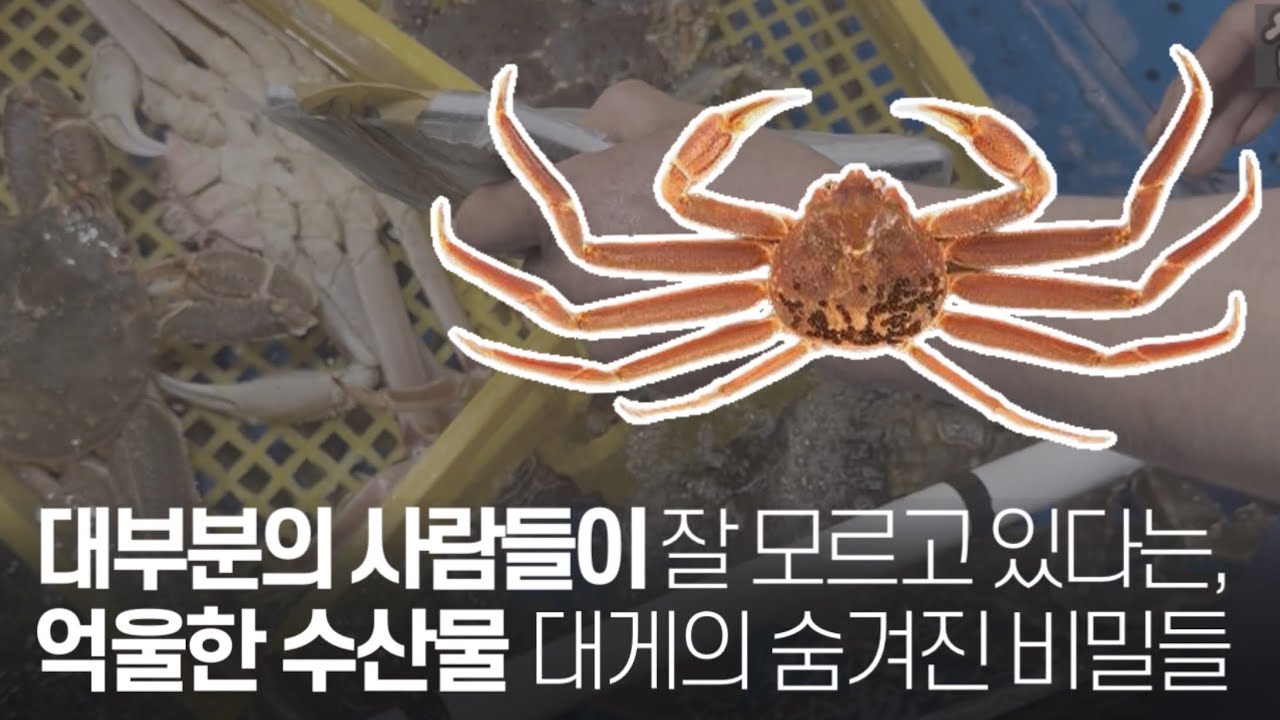 소래포구 사기꾼 덕분에 사람들이 기피하는 억울한 수산물, ‘대게’의 모든 것