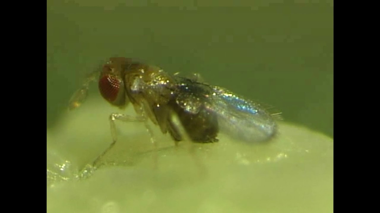 Trichogramma Brassicae pag. 158