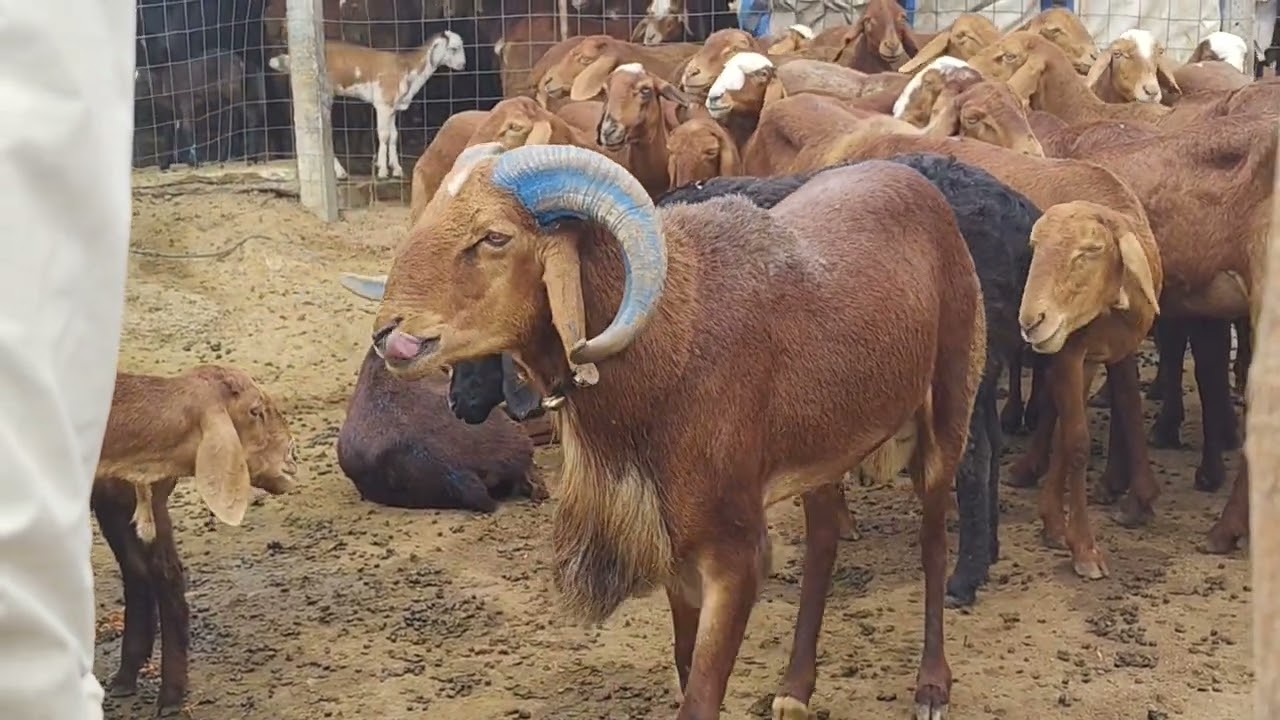 Yeah bakre ka rate Rs 40000 ka Bakra Hai,1 Bakra kitne mein milega ? #bakra #bakrekadam 