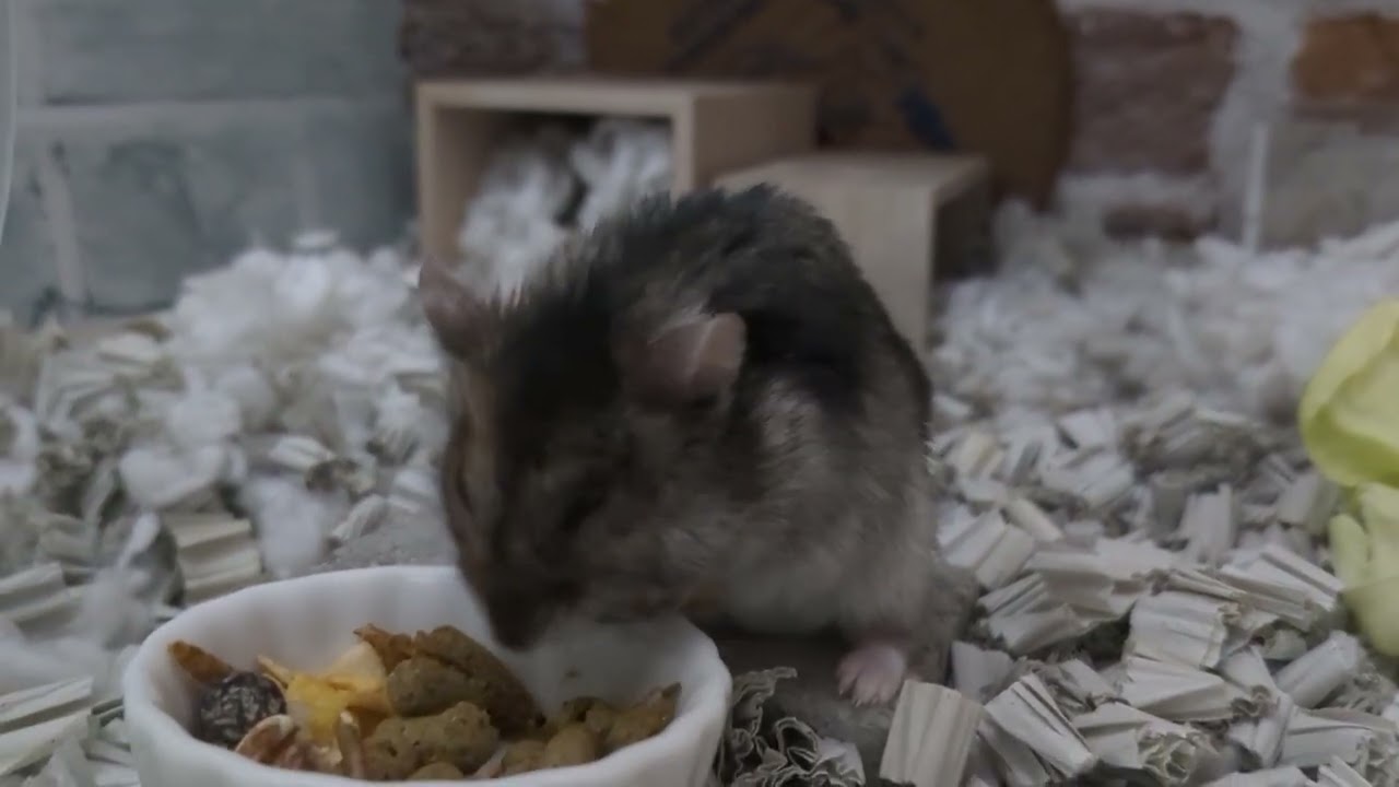 モグモグハムちゃん！ #ハムスター #hamster 