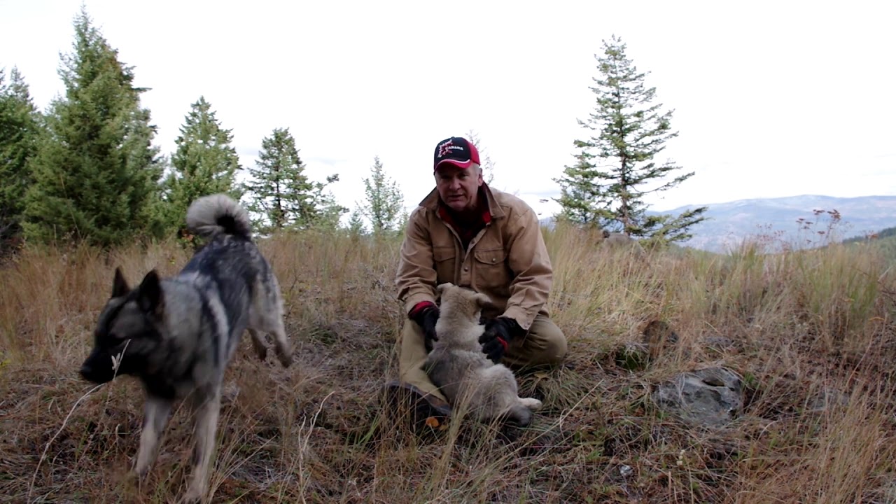 Training Tips Norwegian Elkhound Pups - Osa and Koda