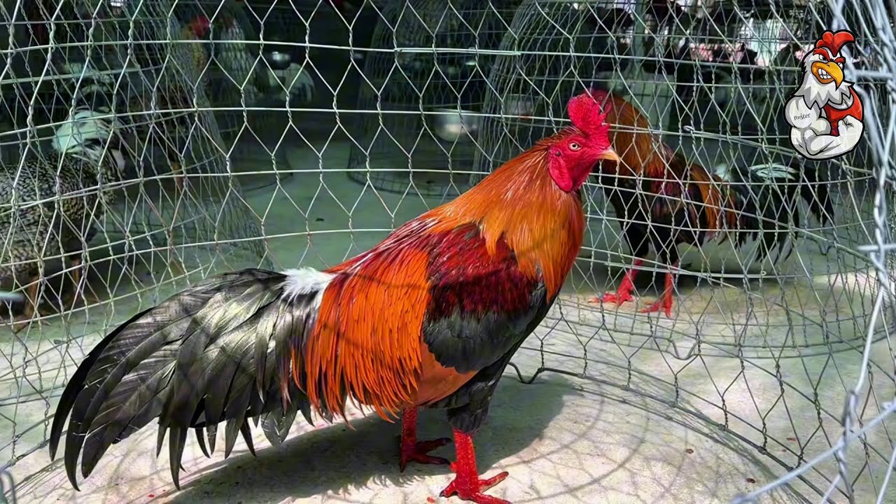 Top 1 most beautiful chicken in the last 41 hours