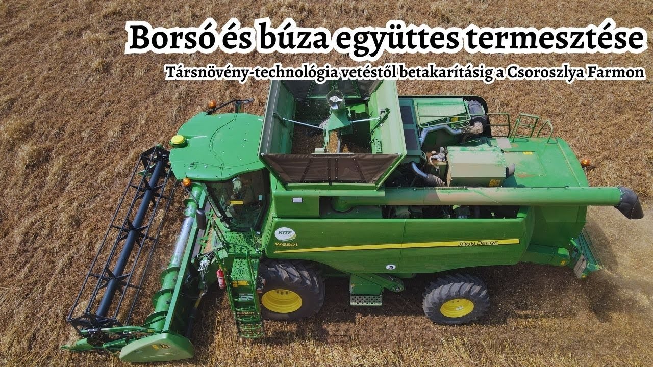 Borsó-búza együttes termesztése a Csoroszlya Farmon - Társnövény-technológia vetéstől betakarításig