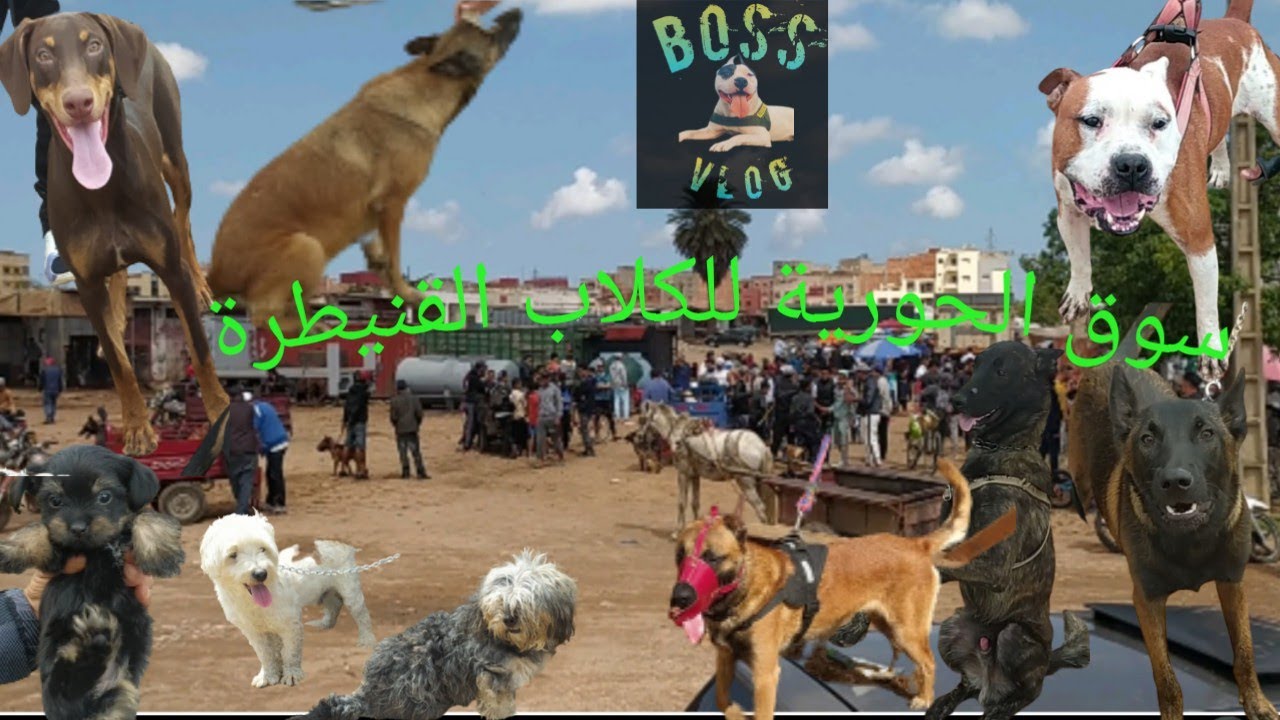 سوق الحورية للكلاب و طيور القنيطرة