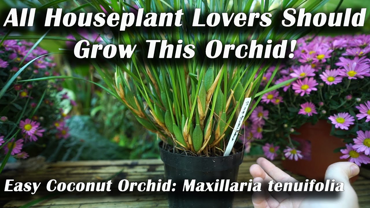 Grow This Orchid! The Easy Houseplant Coconut Orchid | How to Grow Maxillaria tenuifolia