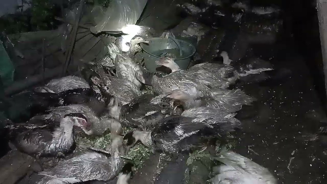 THE DUCKS ARE HAVING DINNER