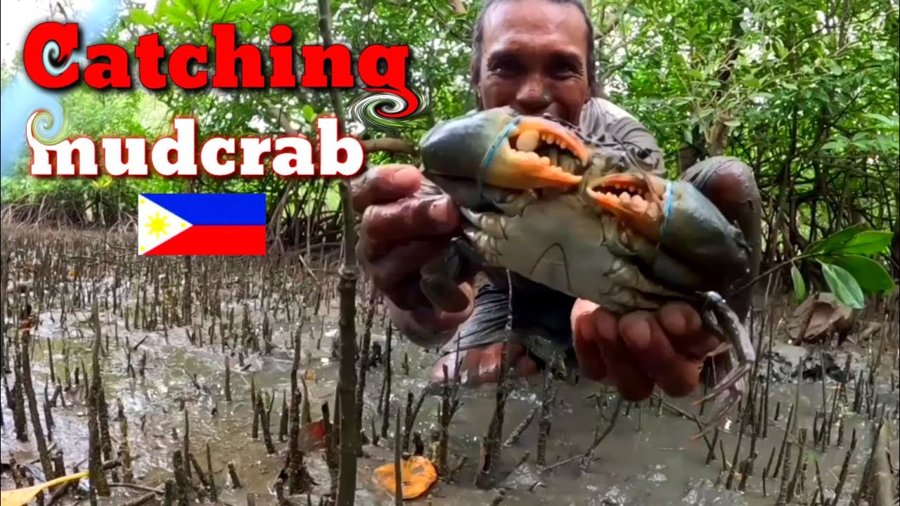Nabulabog Ang natutulog na alimango sa Puno Ng kahoy/barehanded catch