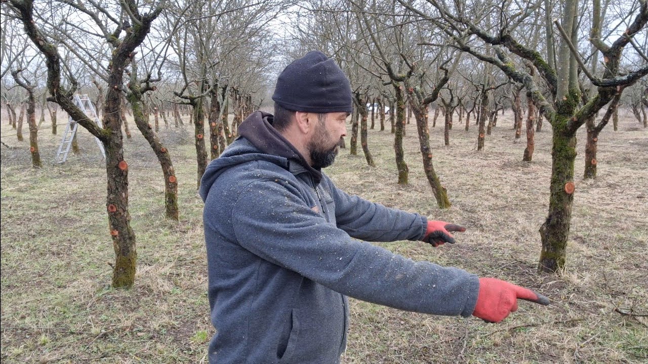 Care este distanța la care se plantează pomii între ei,între rânduri și de hotarul terenului.