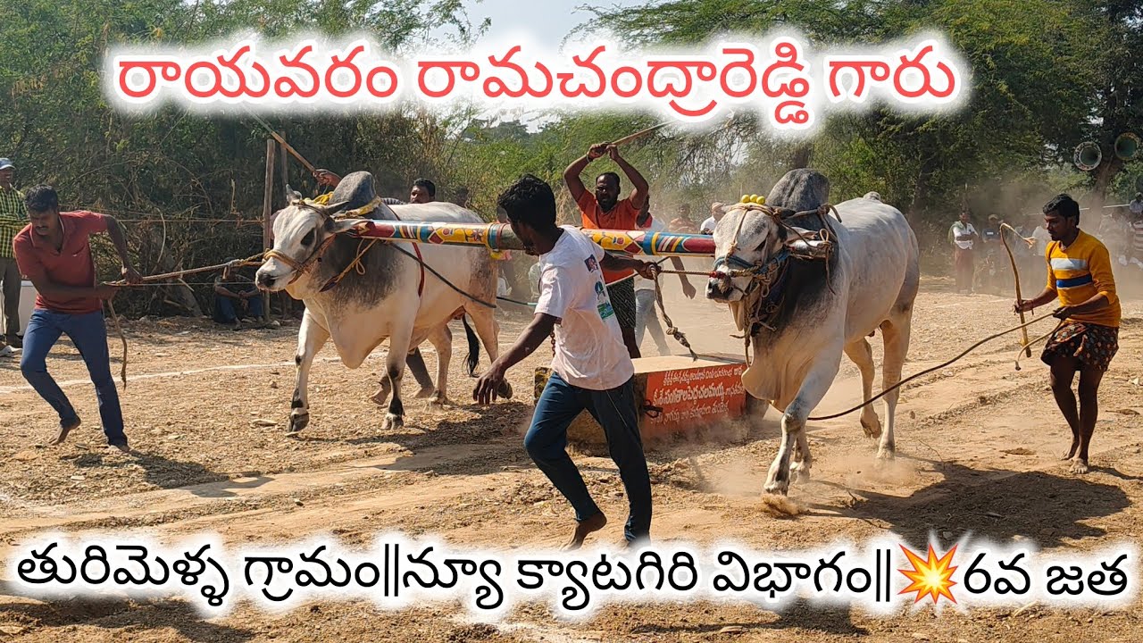 తురిమెళ్ళ గ్రామం||న్యూ క్యాటగిరి విభాగం||💥6వ జత💥రాయవరం రామచంద్రారెడ్డి గారు🌿3437.5