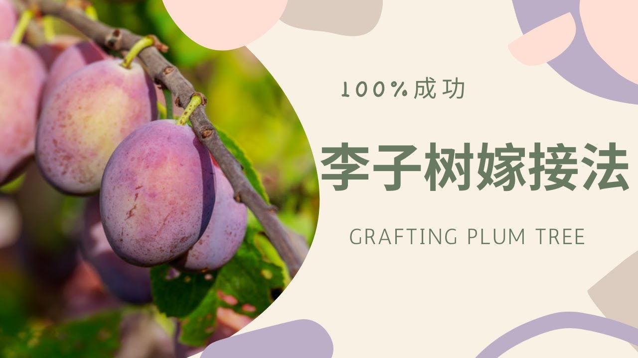 李子树嫁接｜劈接法｜果树嫁接