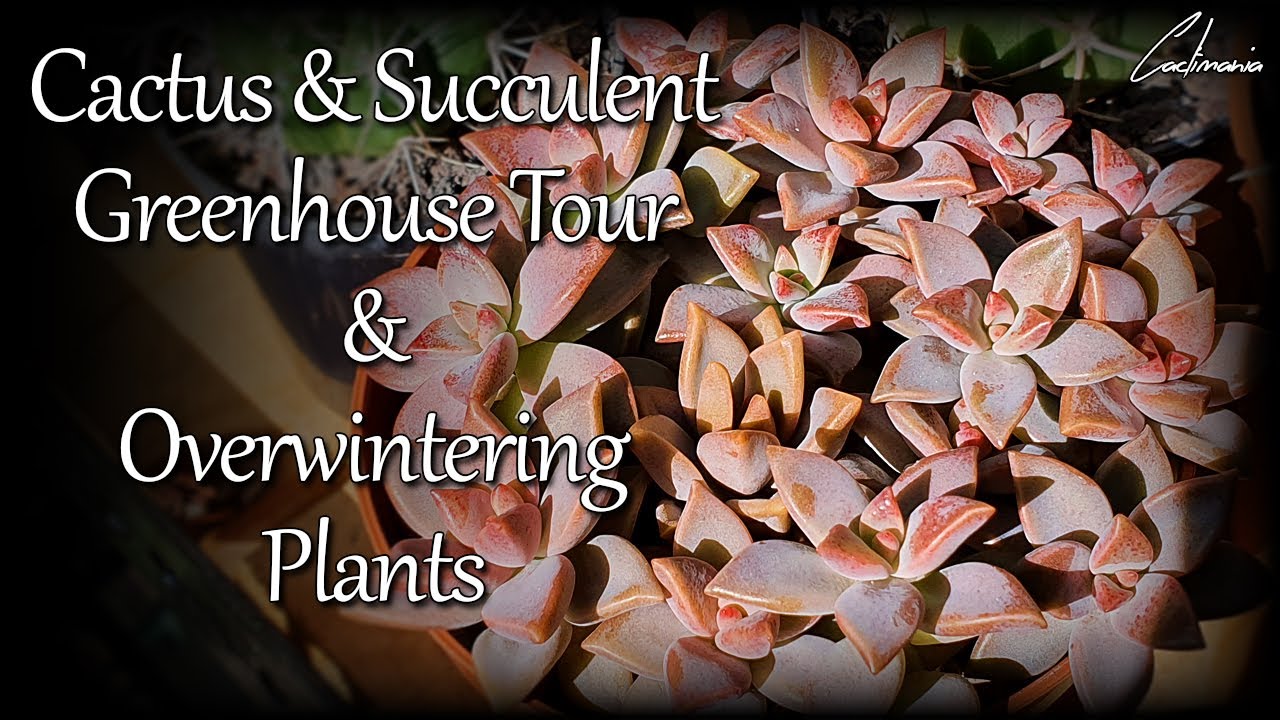Cactus & Succulent Collection | Greenhouse Tour & Overwintering Plants | October 2020