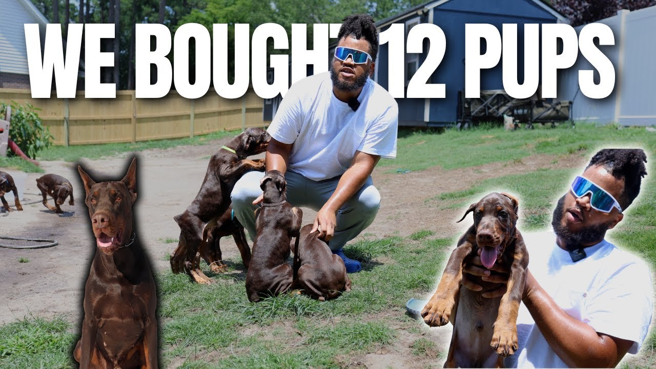 WE BOUGHT THE ENTIRE LITTER...