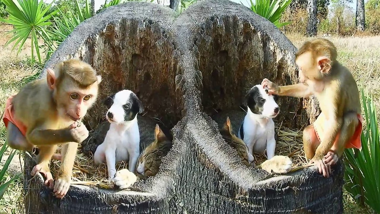 Sokhaa Baby and Friend Build a Cute Little Home for Two Tiny Puppies
