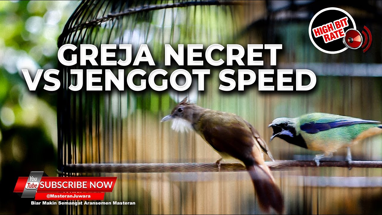 🔴Masteran Greja Necret vs Jenggot Speed Neken Panjang Panjang Materi Cucak Cungkok Muntah Koral