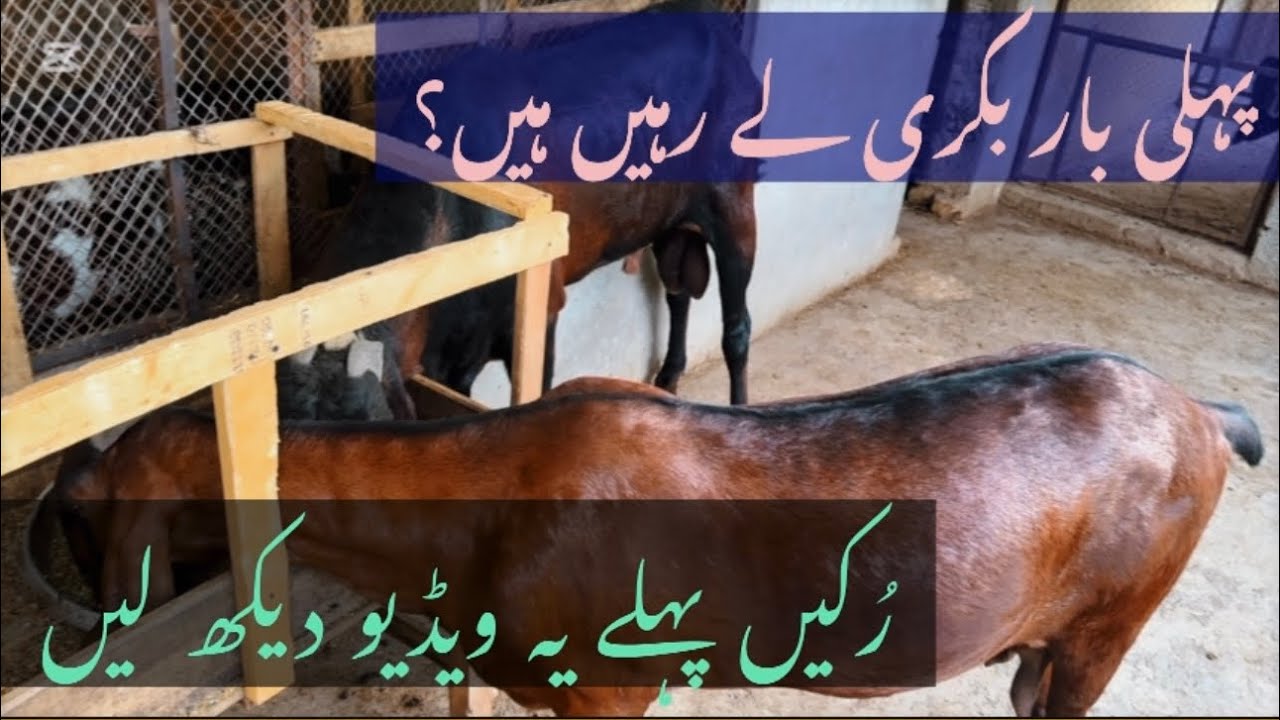پہلی بار بکری خرید رہے ہو ؟ یہ باتیں جان لو ورنہ پچھتاؤ گے🤯||