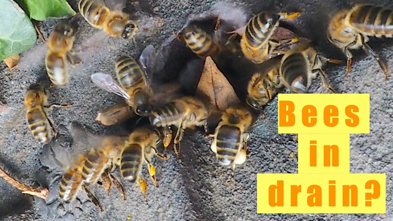 🐝 Bees Under the Street?! Swarm in Manhole Cover Grove