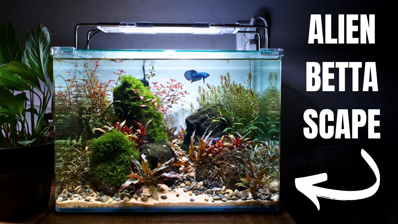 I MADE A NEW AQUASCAPE FOR MY ALIEN BETTA! Full Step By Step Aquascape Tutorial