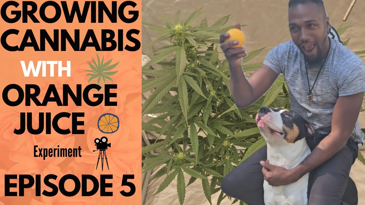 Growing Cannabis With Orange Juice EP 5 (Week 1-2 of Flower)